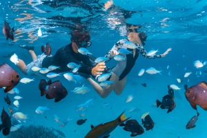 Perth to Exmouth 6-Day Coral Coaster One-Way Journey