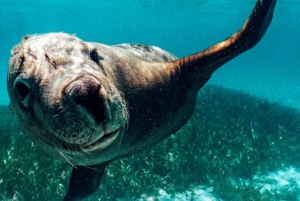 Rockingham: 3 Island Wildlife Snorkeling Cruise with Lunch