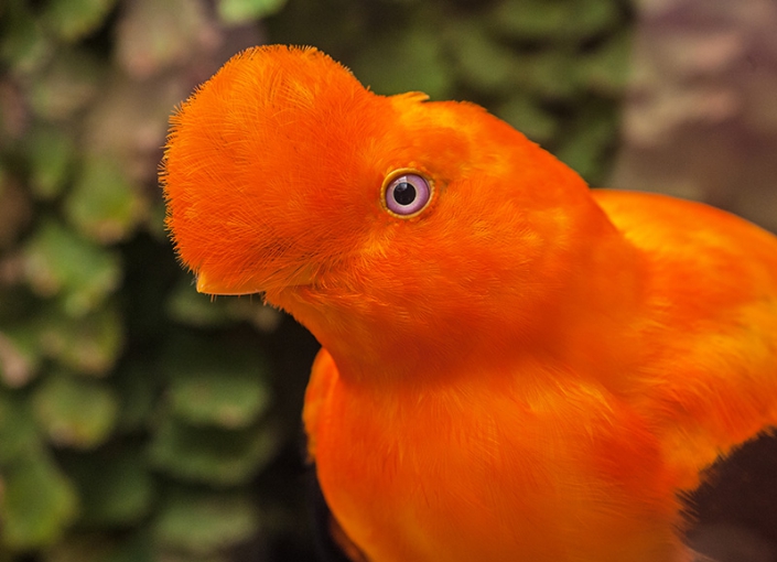 Birdwatching in Peru