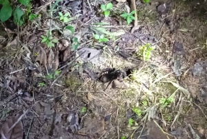 Tambopata Peruvian Amazon Jungle for Three Days/Two Nights