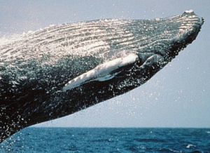 Watching Cetaceans and Other Marine Mammals - Ocean Life