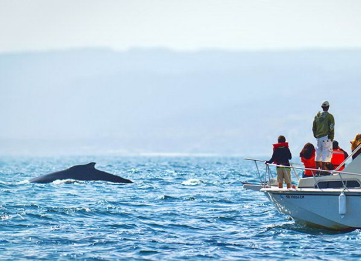 Whale watching - Inti Raymi