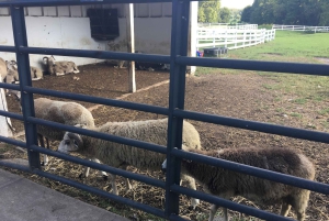 Fra NY: Tag på tur til Philadelphia, Liberty Bell og Mennonite Community