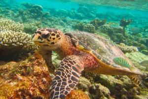 De Phuket/Khaolak: Viagem de 1 dia para as Ilhas Similan