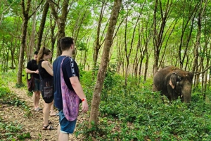 Phuket: Patong Highlights Elephant Sanctuary Tour
