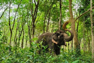 Patong's Ethical Choice: Elephant Nature Park Visit