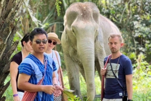 Patong's Ethical Choice: Elephant Nature Park Visit