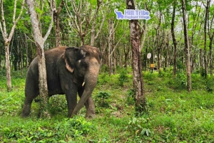Patong's Ethical Choice: Elephant Nature Park Visit