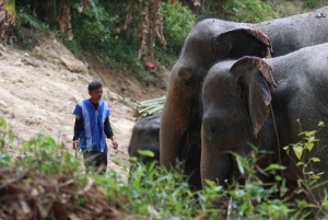 Patong's Ethical Choice: Elephant Nature Park Visit