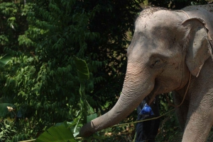 Patong's Ethical Choice: Elephant Nature Park Visit