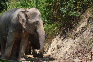 Patong's Ethical Choice: Elephant Nature Park Visit