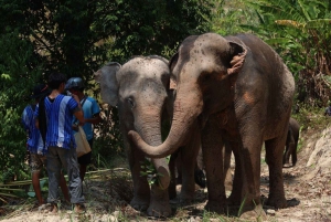 Patong's Ethical Choice: Elephant Nature Park Visit