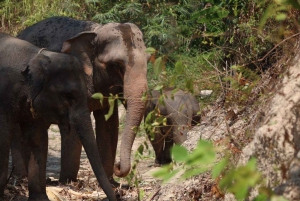 Patong's Ethical Choice: Elephant Nature Park Visit