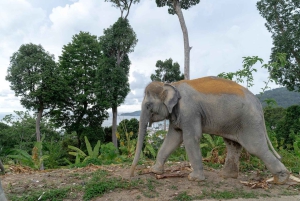 Phuket: Elephant Sanctuary Tour with Transfer