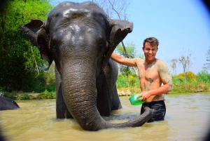 Rundtur med program för att rädda och vårda elefanter