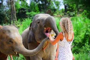 Phuket: Elephant Save & Care Program Tour