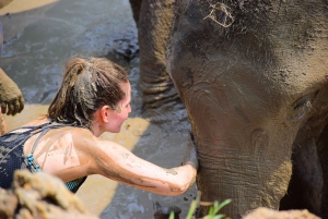 Phuket: Elephant Save & Care Program Tour