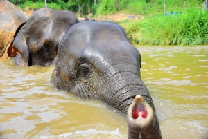 Phuket: Elephant Save & Care Program Tour