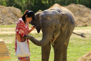Phuket: Elephant Save & Care Program Tour