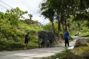 Phuket: Patong Highlights Elephant Sanctuary Tour