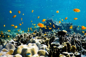 Phuket: Phi Phi Island Hopping dagsutflykt med snabb båt