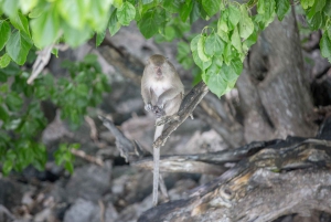 Phuket: Phi Phi Island Hopping dagsutflykt med snabb båt