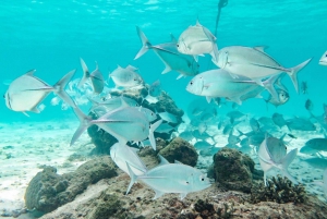 Phuket: Similan Island Full-Day Trip by Speedboat with Meals