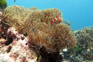 Phuket: Similan Island Full-Day Trip by Speedboat with Meals