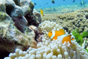 Phuket: Similan Island Full-Day Trip by Speedboat with Meals