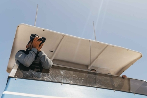 Fra Puerto Rico de Gran Canaria: Cruise med delfinsafari