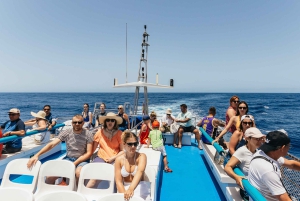Fra Puerto Rico de Gran Canaria: Cruise med delfinsafari