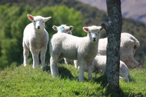 From Queenstown: Lord Of The Rings Tour to Glenorchy