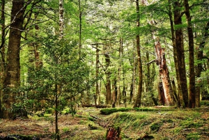 From Queenstown: Lord Of The Rings Tour to Glenorchy