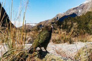 From Queenstown: Milford Sound Cruise and Coach Day Trip