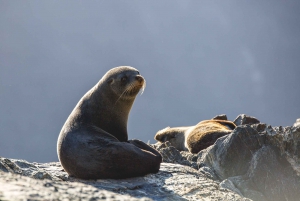 From Queenstown: Milford Sound Cruise and Coach Day Trip