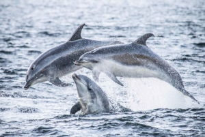 From Queenstown: Premium Doubtful Sound Wilderness Day Trip