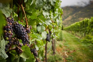 Gourmet Food and Wine Tour with Lunch and Wine Tastings
