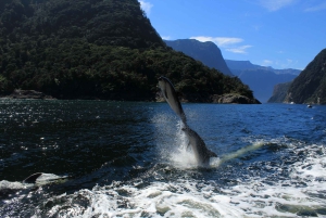 Milford Sound: Boutique Small-Boat Cruise