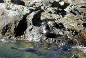 Milford Sound: Boutique Small-Boat Cruise