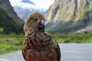 Milford Sound: Boutique Small-Boat Cruise