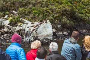 Queenstown: Milford Sound Coach & Cruise Full-Day Trip