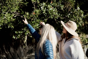 Queenstown: Milford Sound Coach & Cruise Full-Day Trip