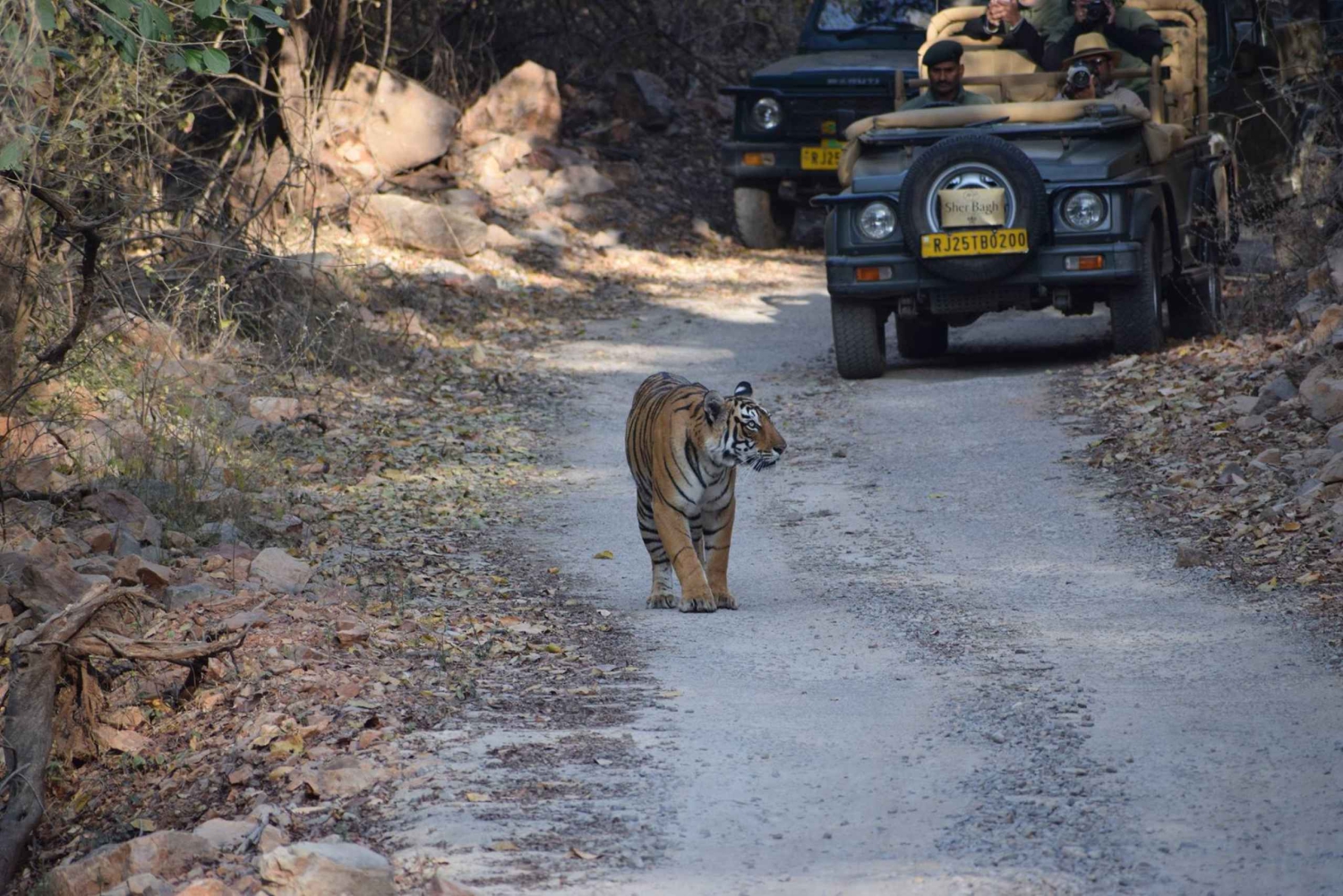 Wycieczka 1 noc 2 dni Ranthambhore WildLife Tour z Jaipuru