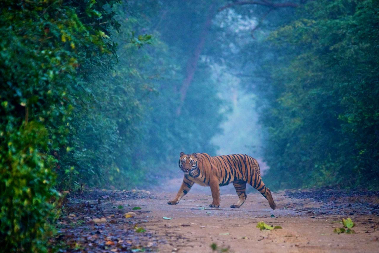 Tour di 2 giorni di Agra e Ranthambore da Delhi