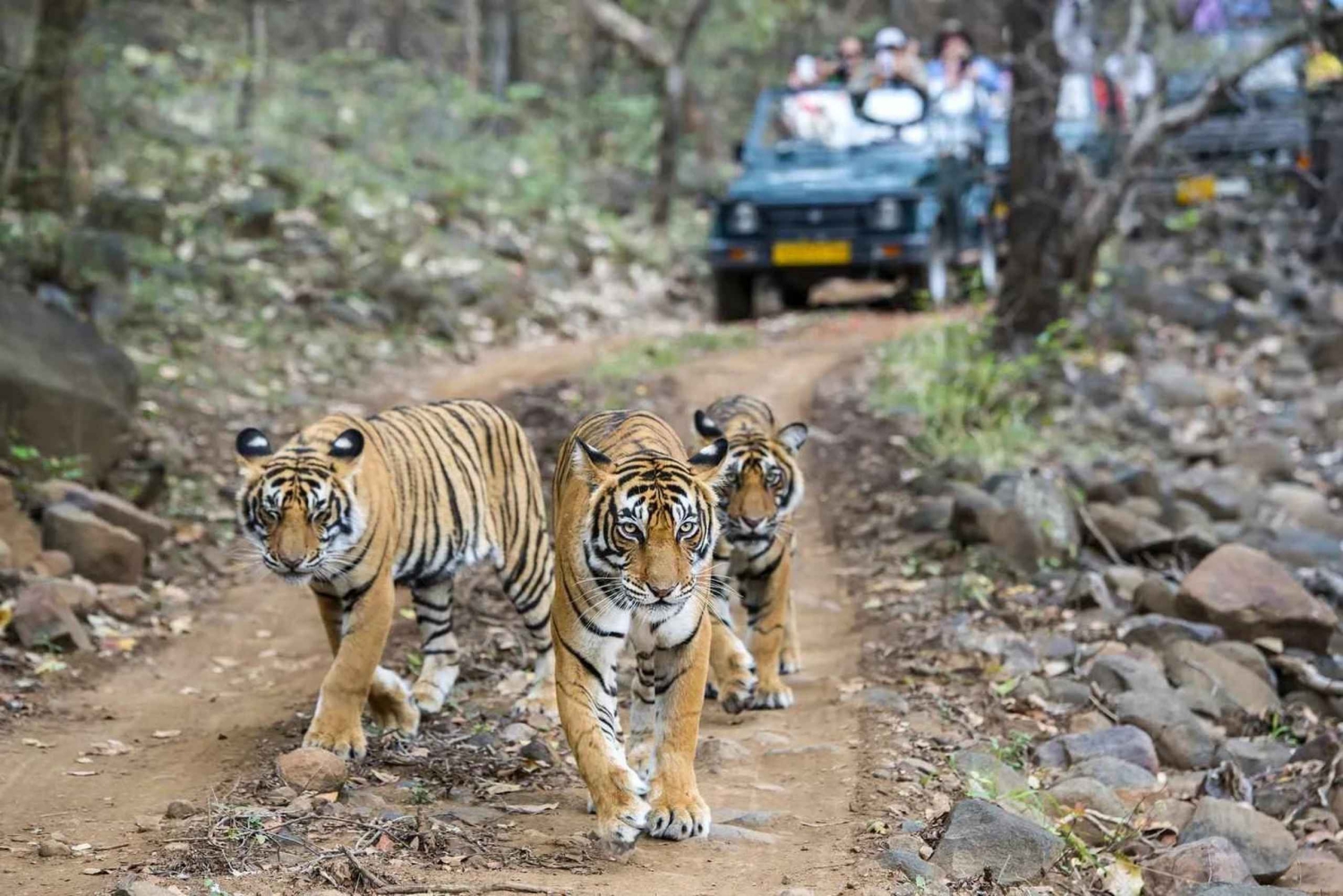 Tour di 2 giorni del Parco Nazionale di Ranthambore da Delhi in treno
