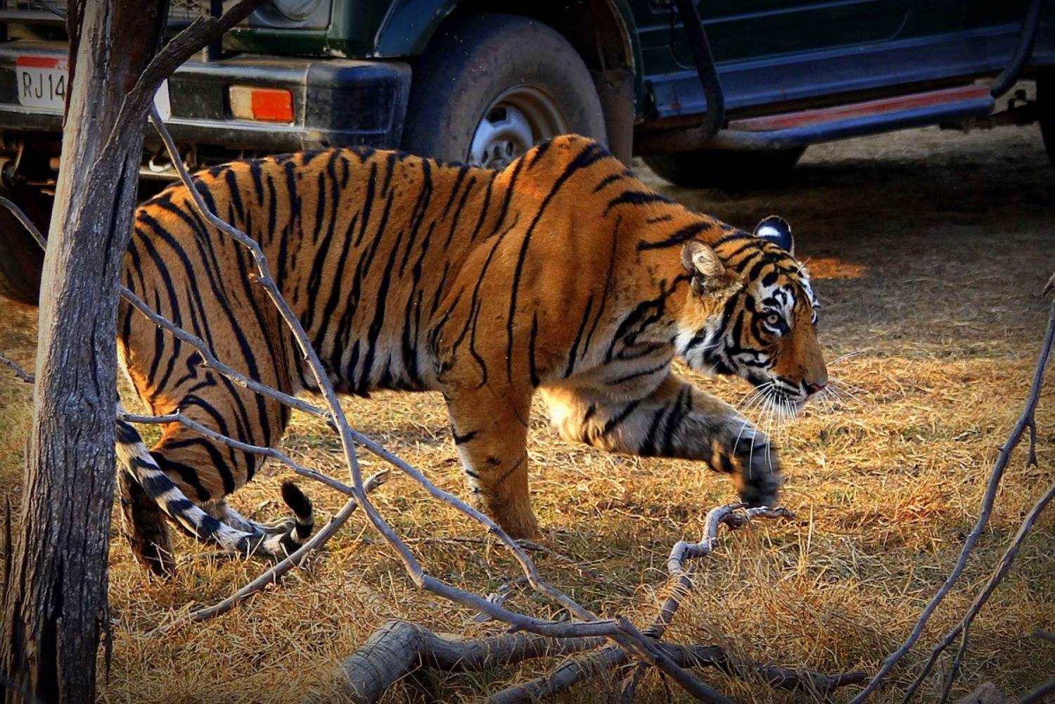 7 days india Taj Mahal tour with ranthambore tiger safari