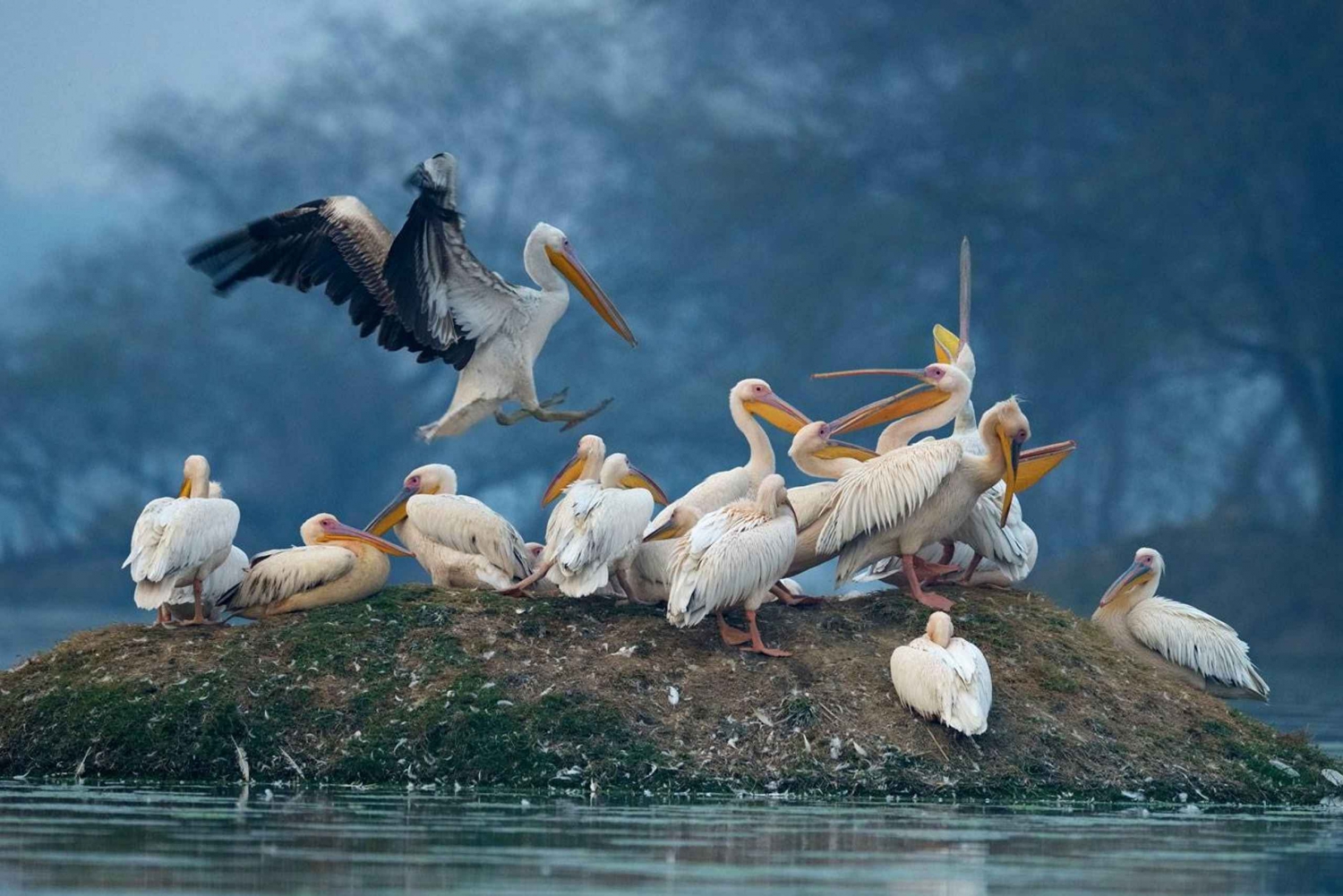 Trasferimento di sola andata da Agra a Jaipur con Keoladeo Birds Park