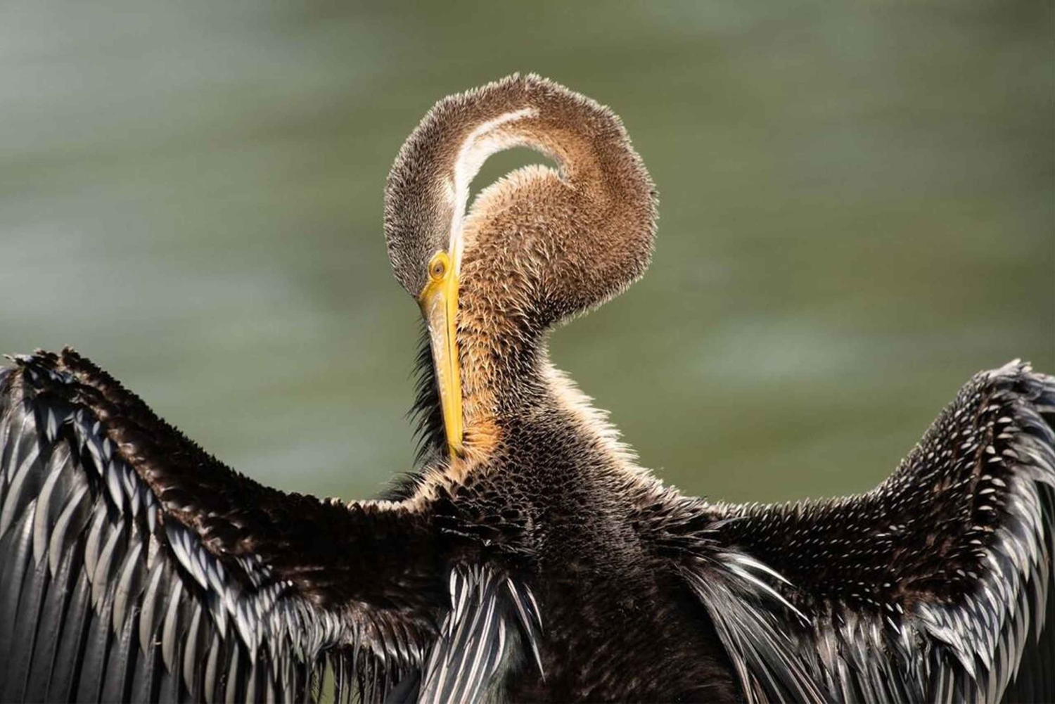 Bharatpur: Guidad tur i Keoladeo nationalpark med hämtning