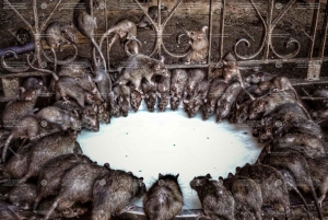 Bikaner naar Jaisalmer: Junagarh Fort & Rat Tempel Tour