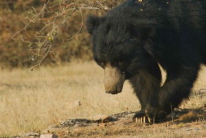 Bundi: biglietto per il safari in jeep nella riserva delle tigri di Ramgarh Vishdhari